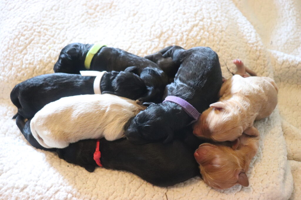 Pile of Pups!